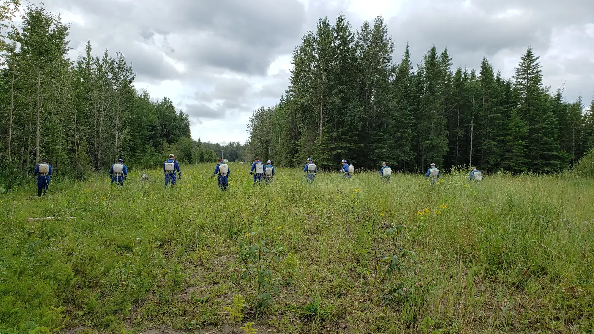 Blueweed crew walking into field with backpack sprayers