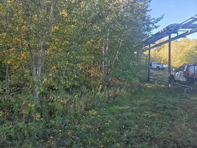 Overgrown brush along fence line before clearing