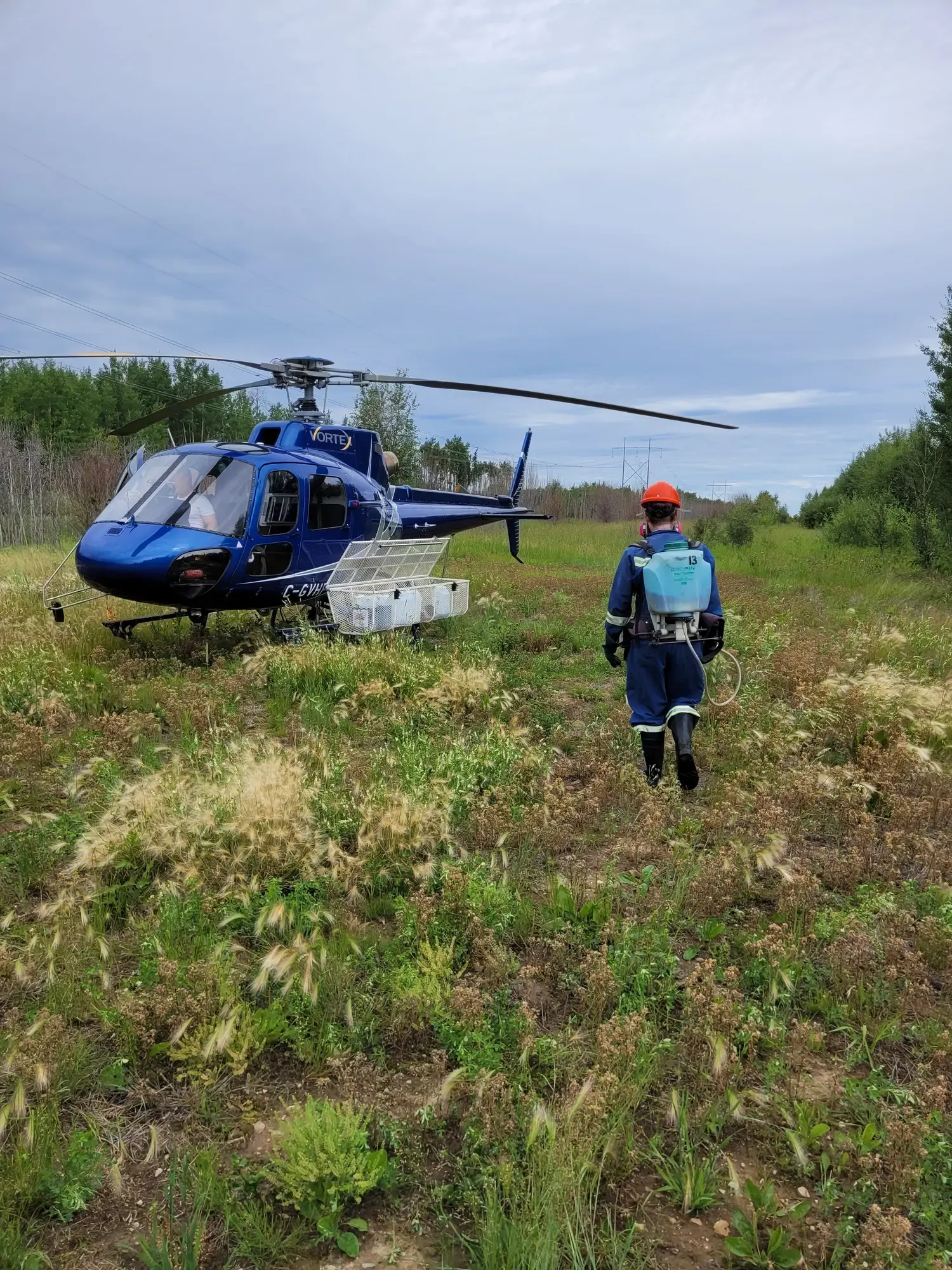 Blueweed crew with helicopter spraying operation