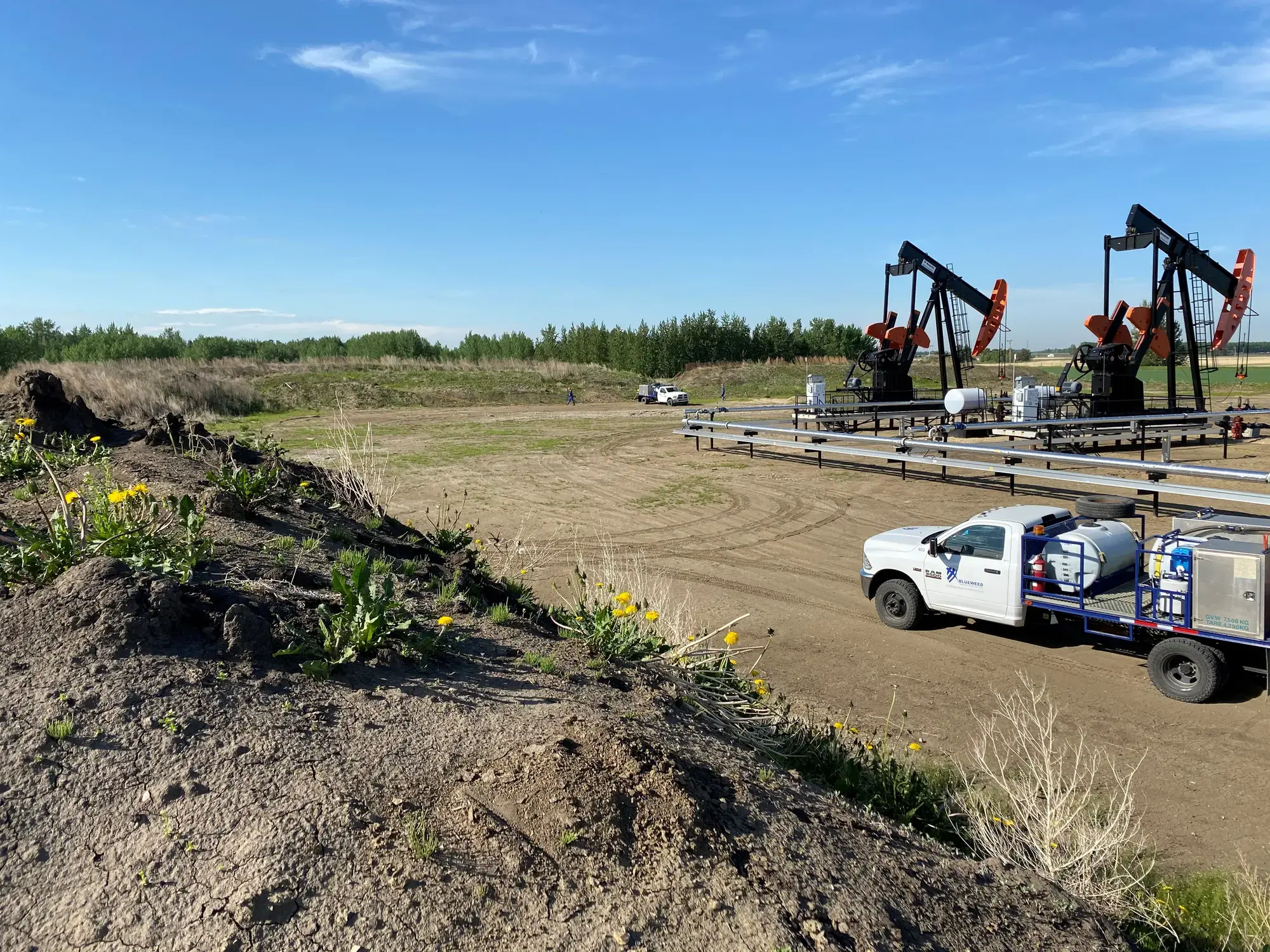 Reclamation site vegetation management