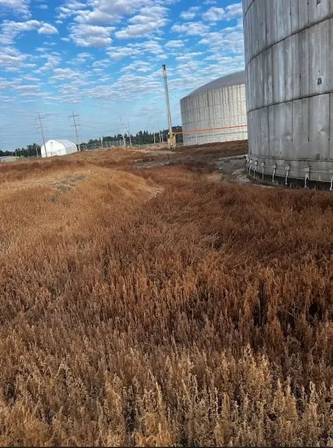 Bare-ground treatment at tank farm facility