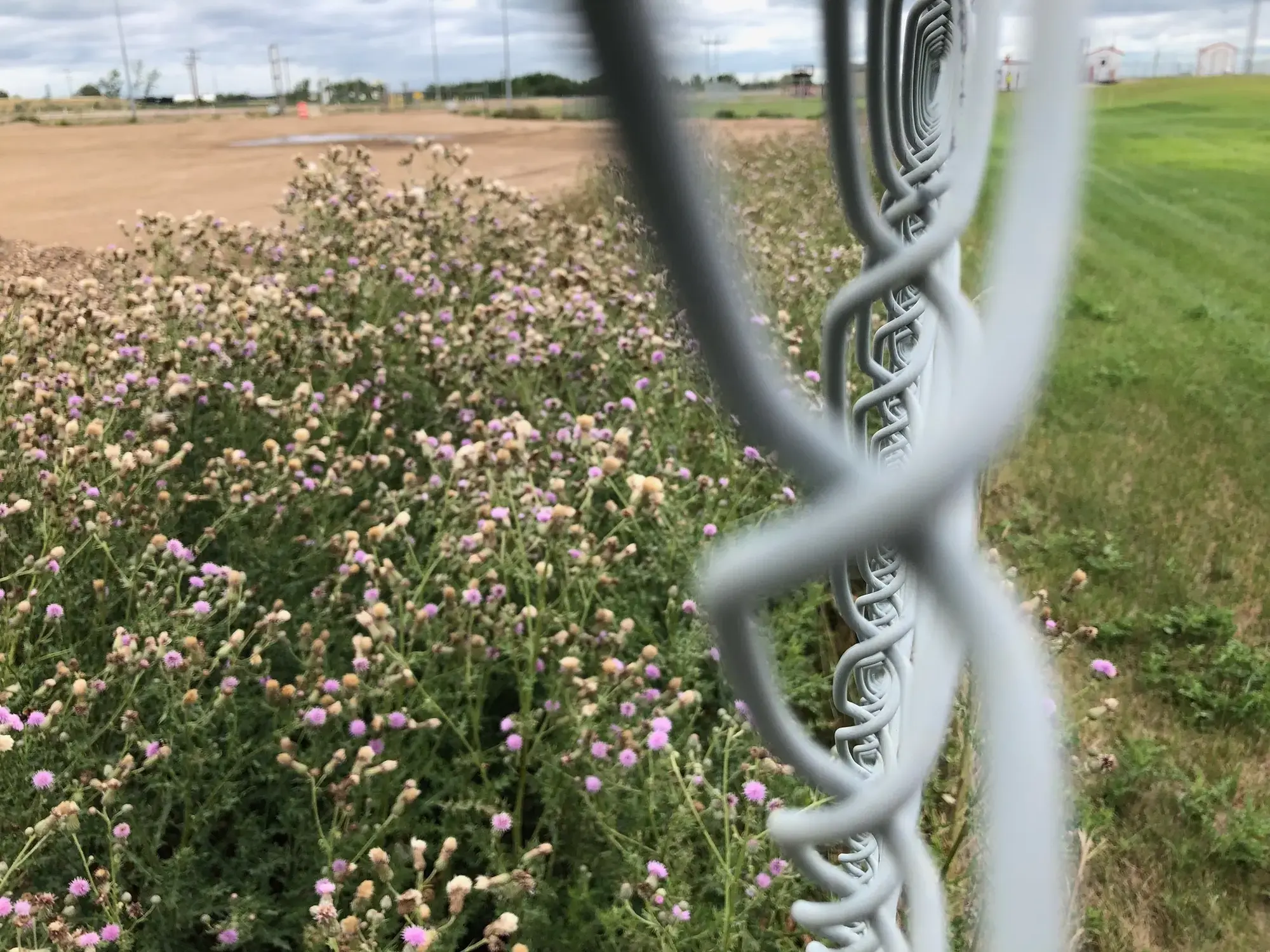 Fence line vegetation requiring management